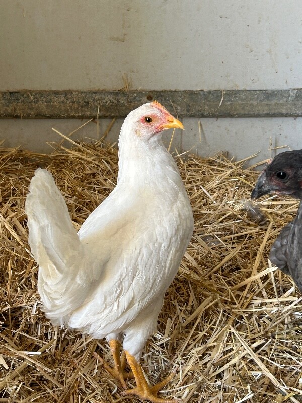 Picture of the Animal Listed
