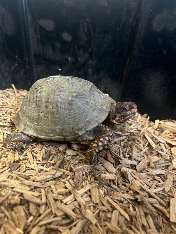 Picture of the Animal Listed