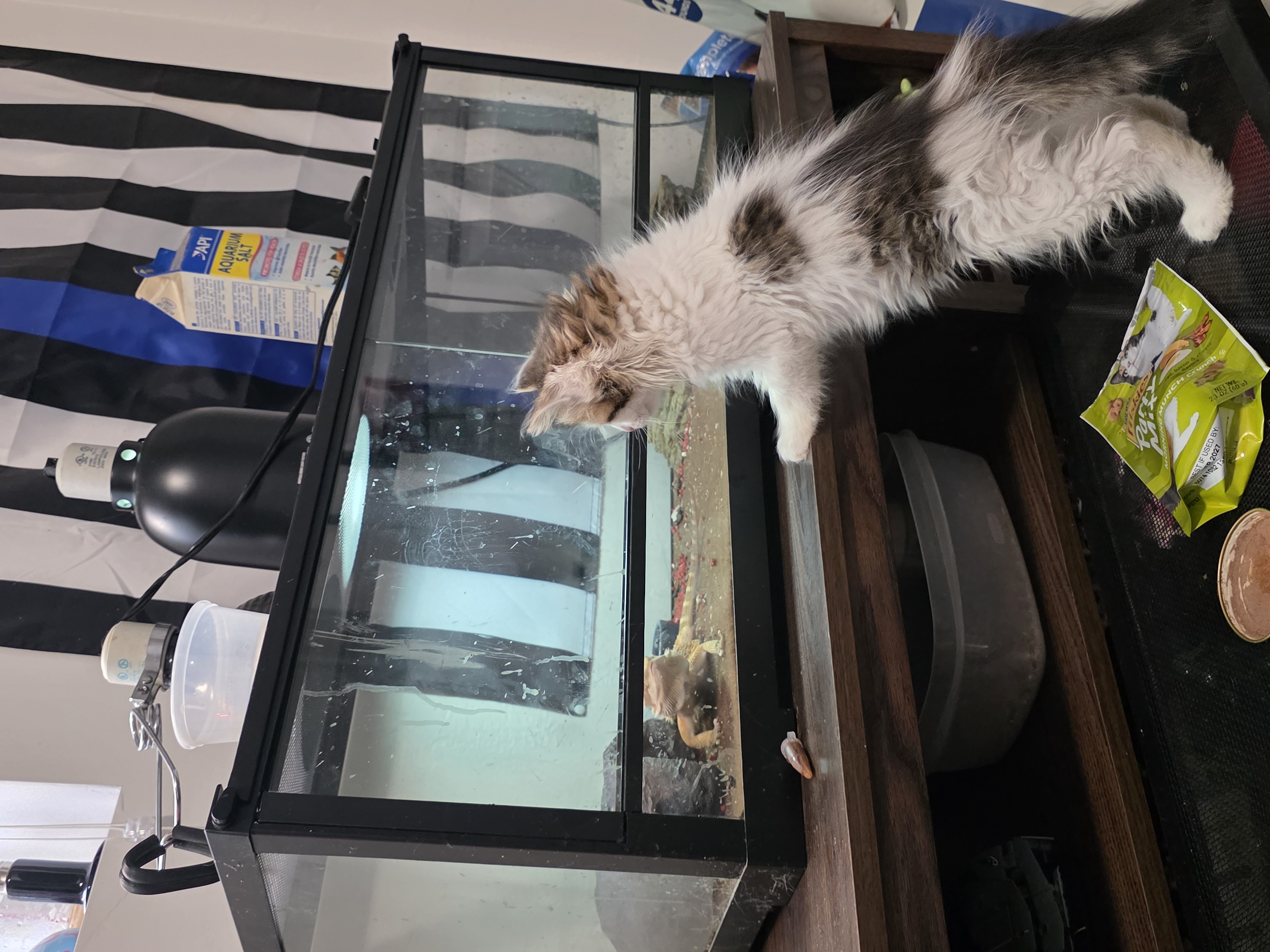 Picture of the Animal Listed