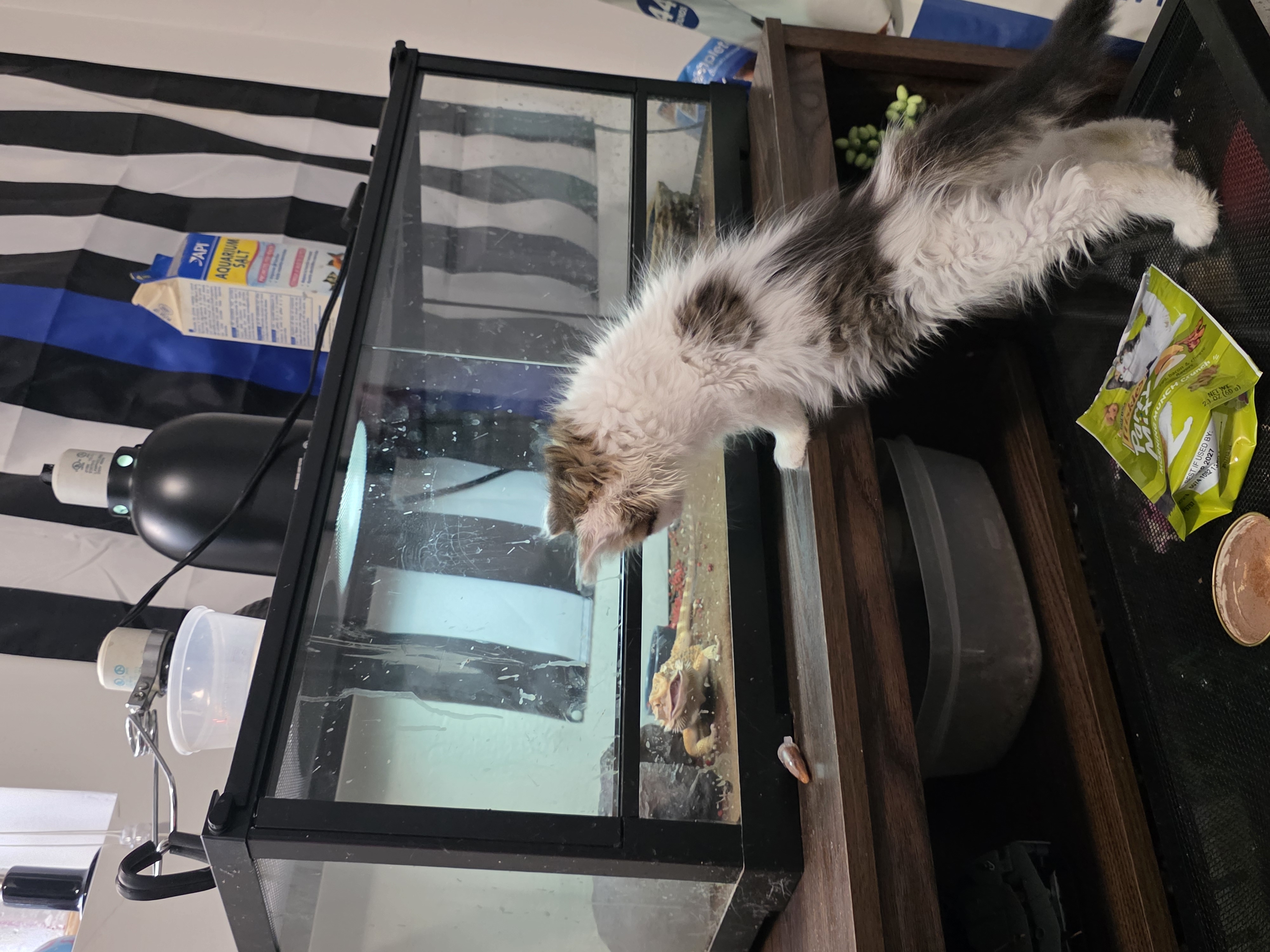 Picture of the Animal Listed