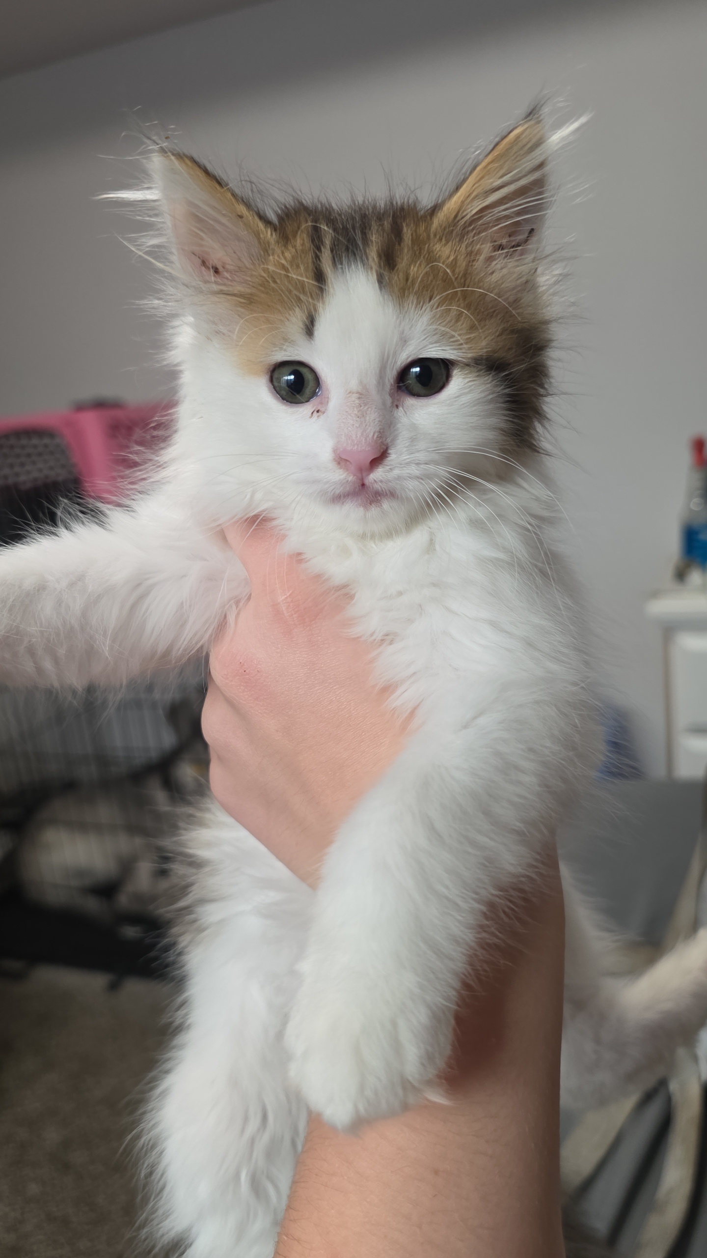 Picture of the Animal Listed