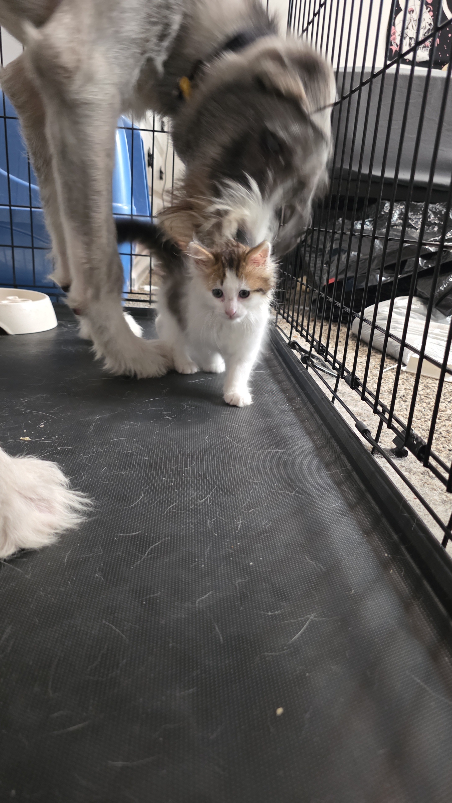 Picture of the Animal Listed