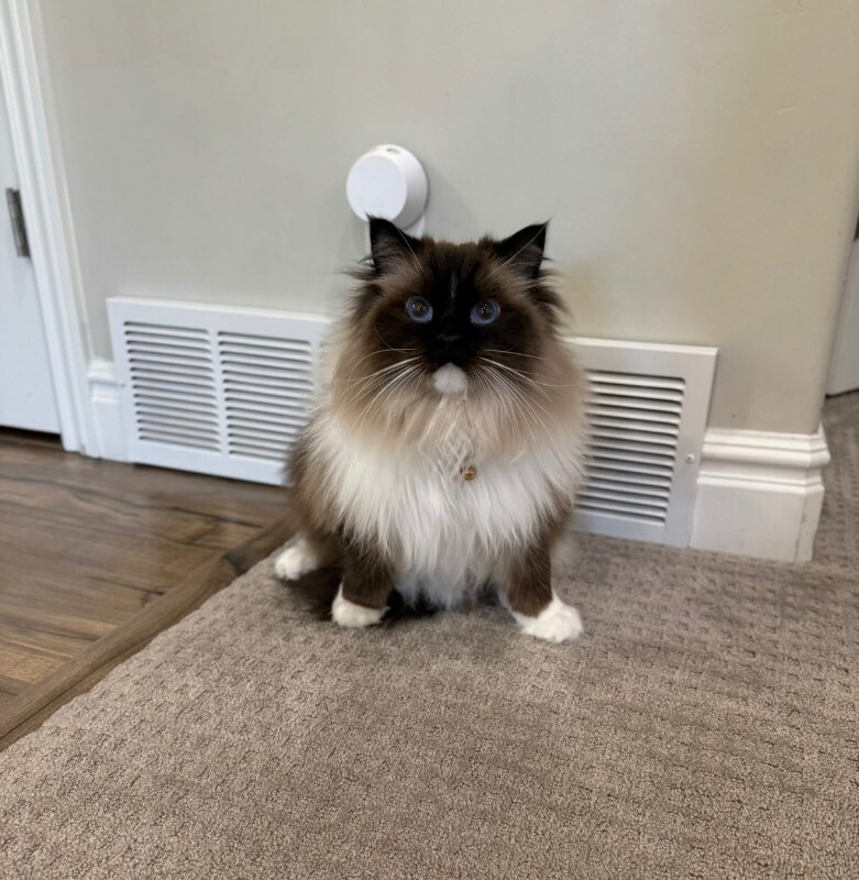 Picture of the Animal Listed