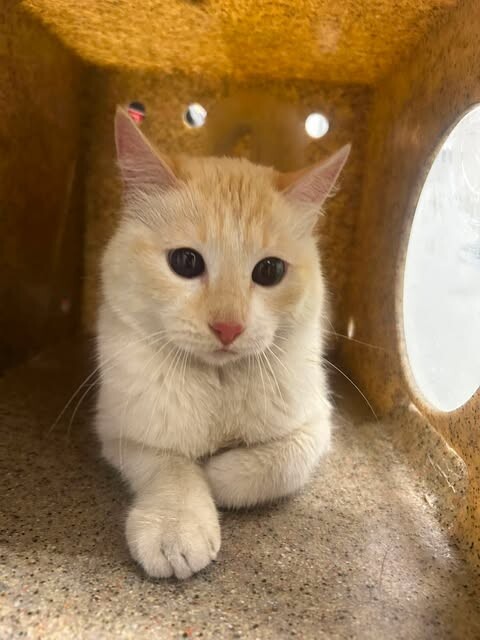 Picture of the Animal Listed