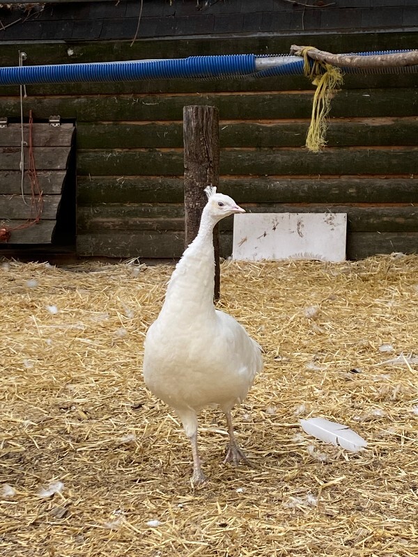 Picture of the Animal Listed