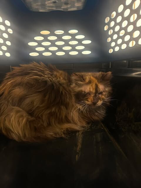 Picture of the Animal Listed
