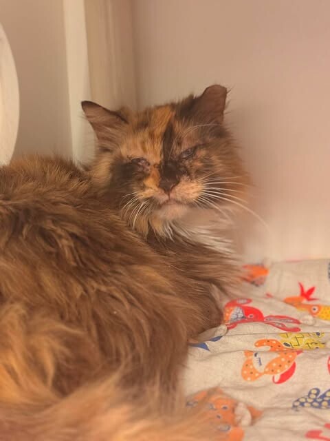 Picture of the Animal Listed