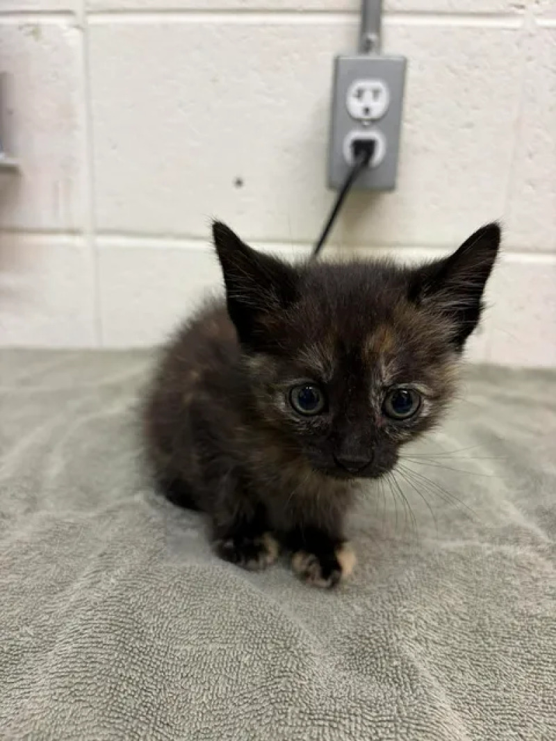 Picture of the Animal Listed