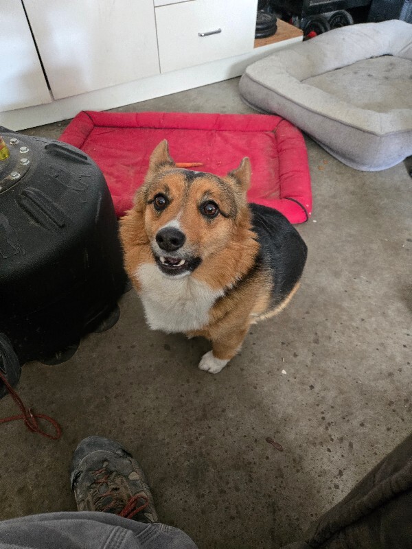 Picture of the Animal Listed