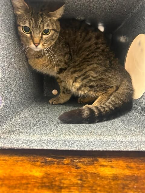Picture of the Animal Listed