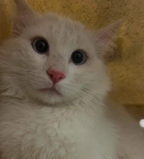 Picture of the Animal Listed