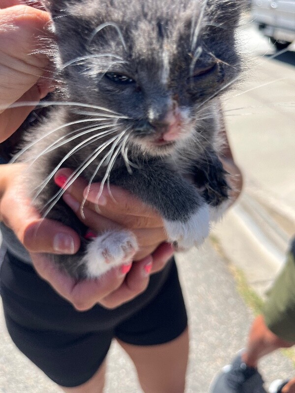 Picture of the Animal Listed