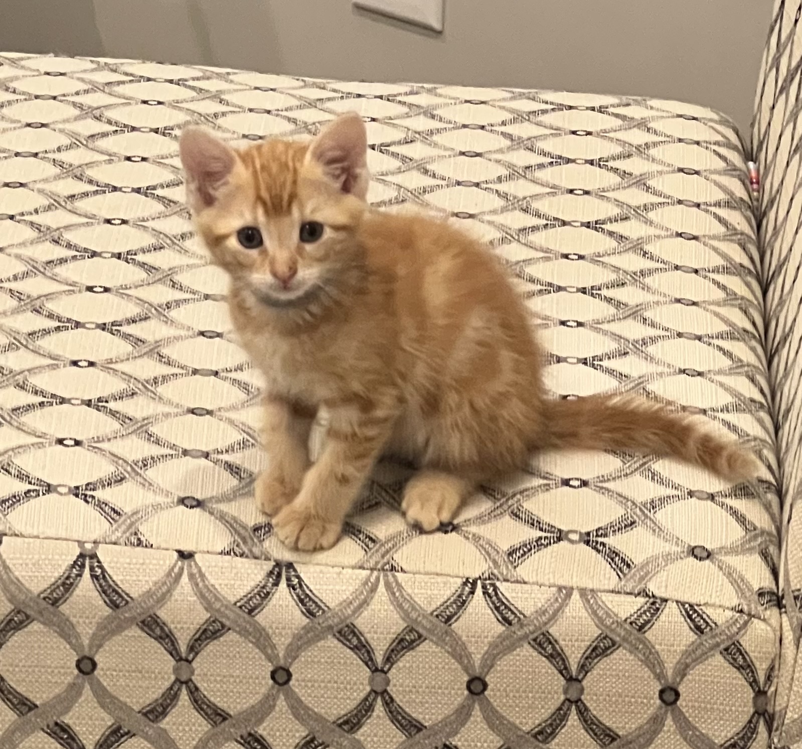 Picture of the Animal Listed