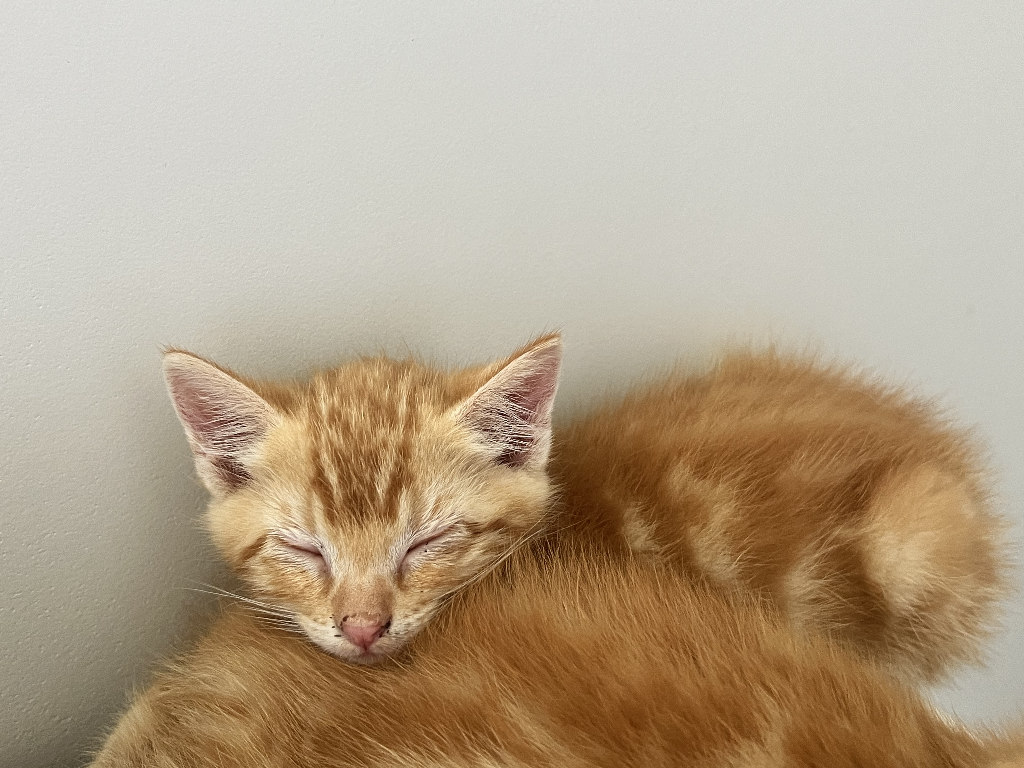 Picture of the Animal Listed