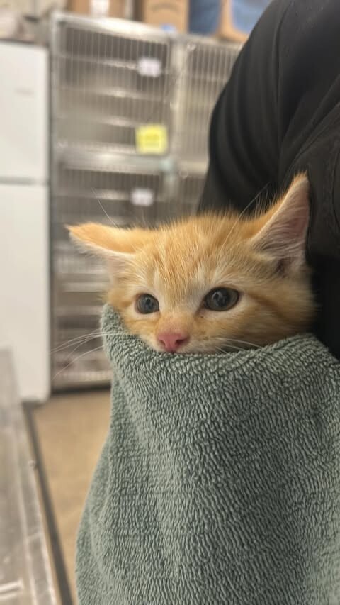 Picture of the Animal Listed