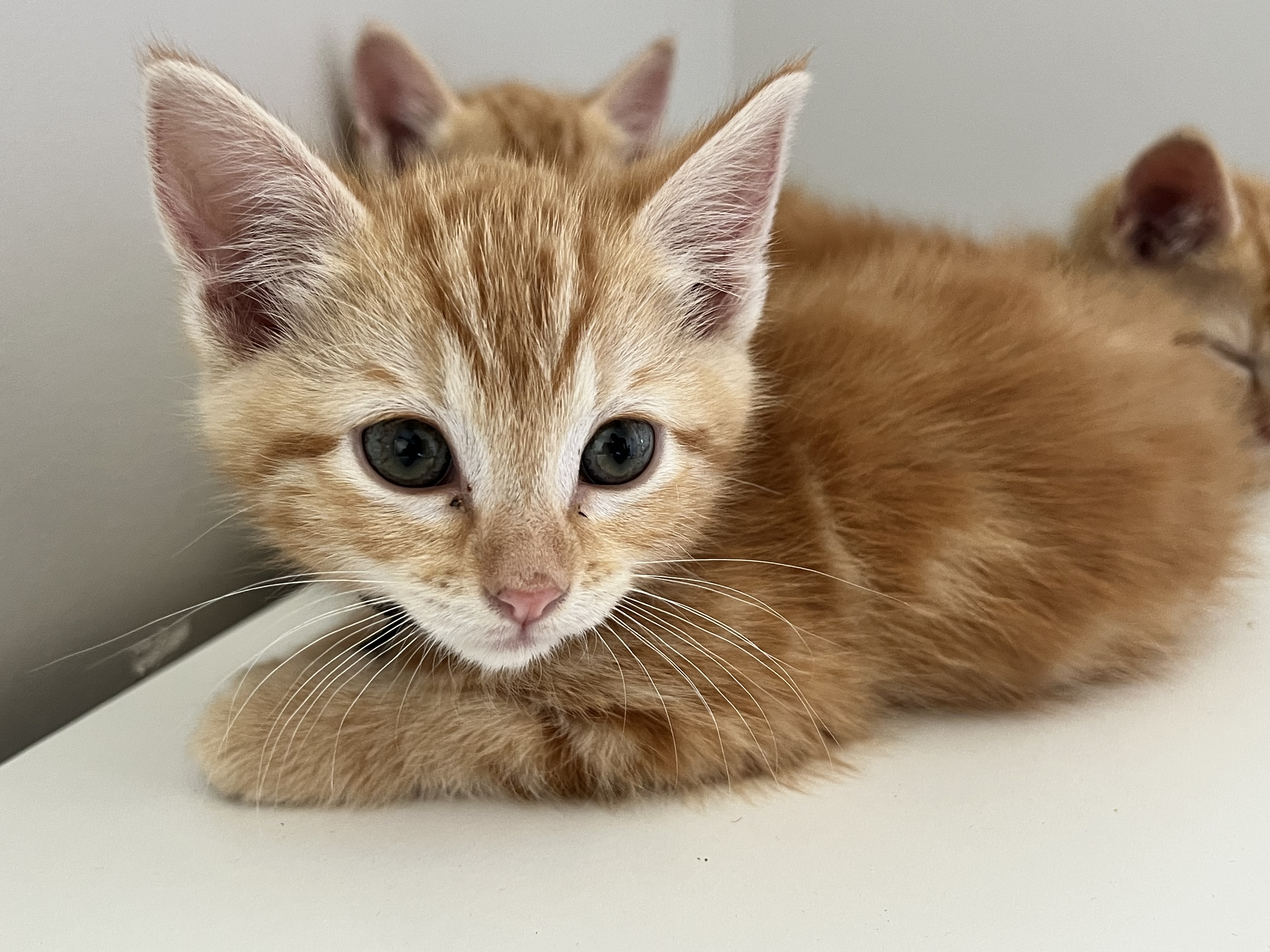 Picture of the Animal Listed