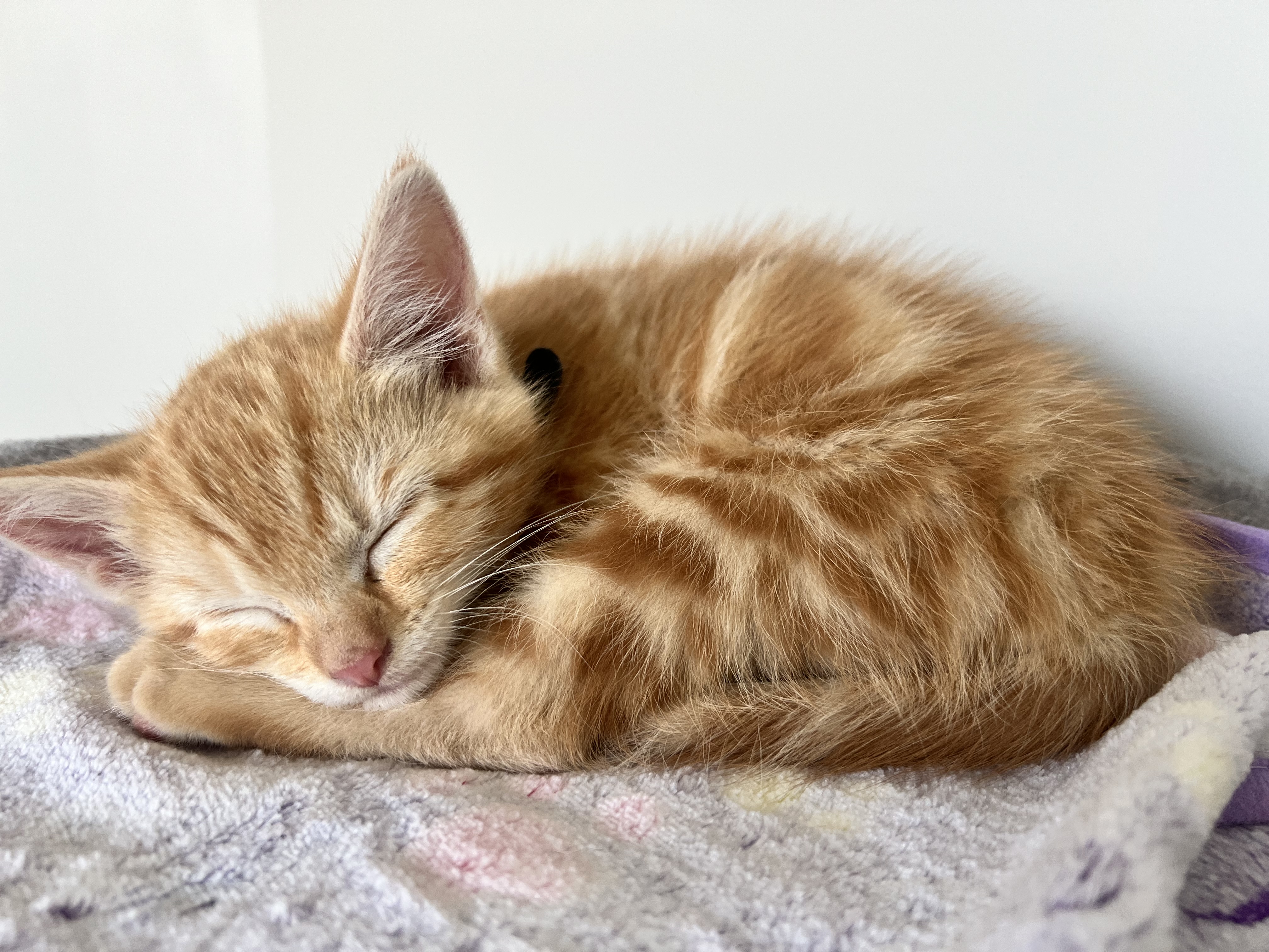 Picture of the Animal Listed