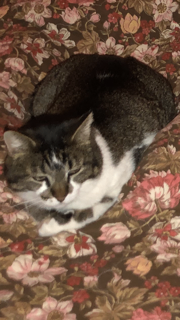 Picture of the Animal Listed