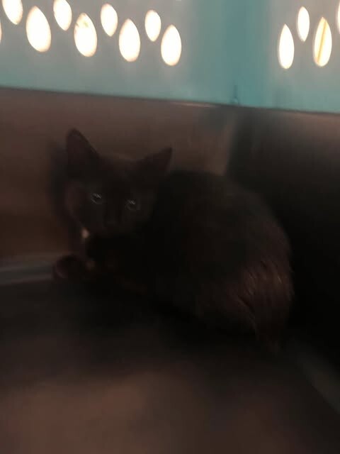 Picture of the Animal Listed