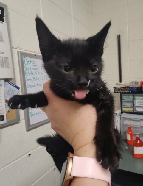 Picture of the Animal Listed