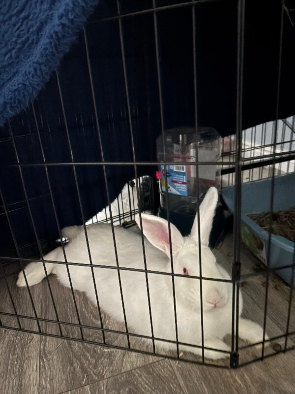 Picture of the Animal Listed