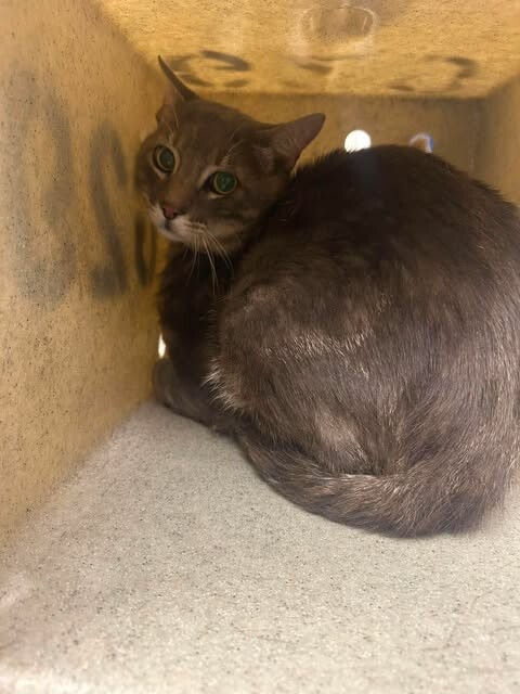 Picture of the Animal Listed