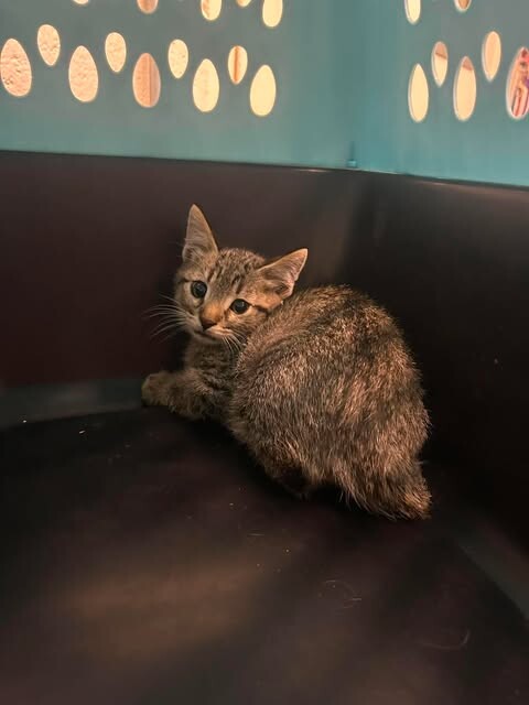 Picture of the Animal Listed