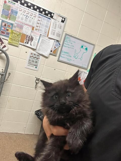 Picture of the Animal Listed