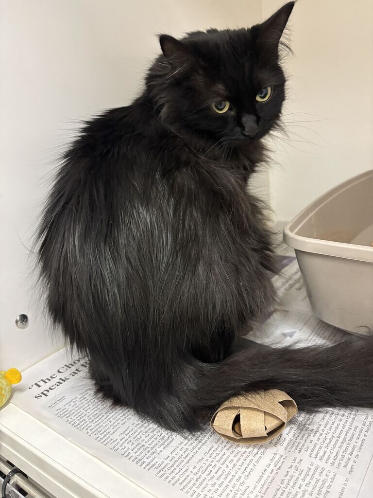 Picture of the Animal Listed