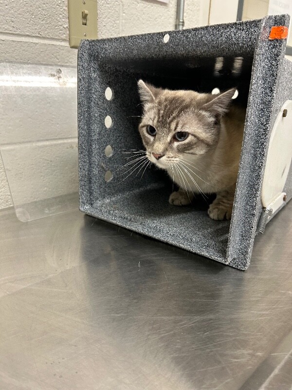Picture of the Animal Listed