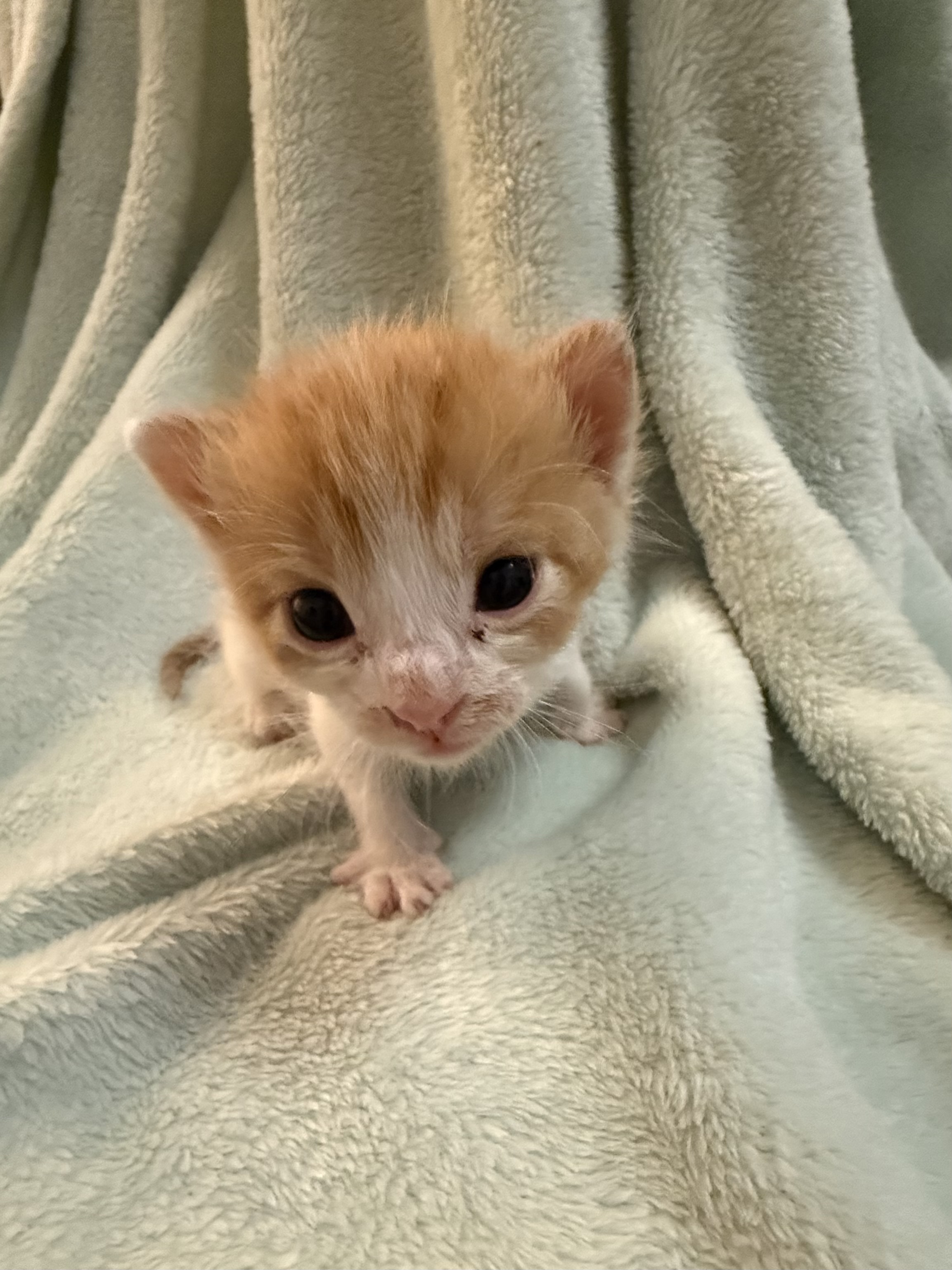 Picture of the Animal Listed