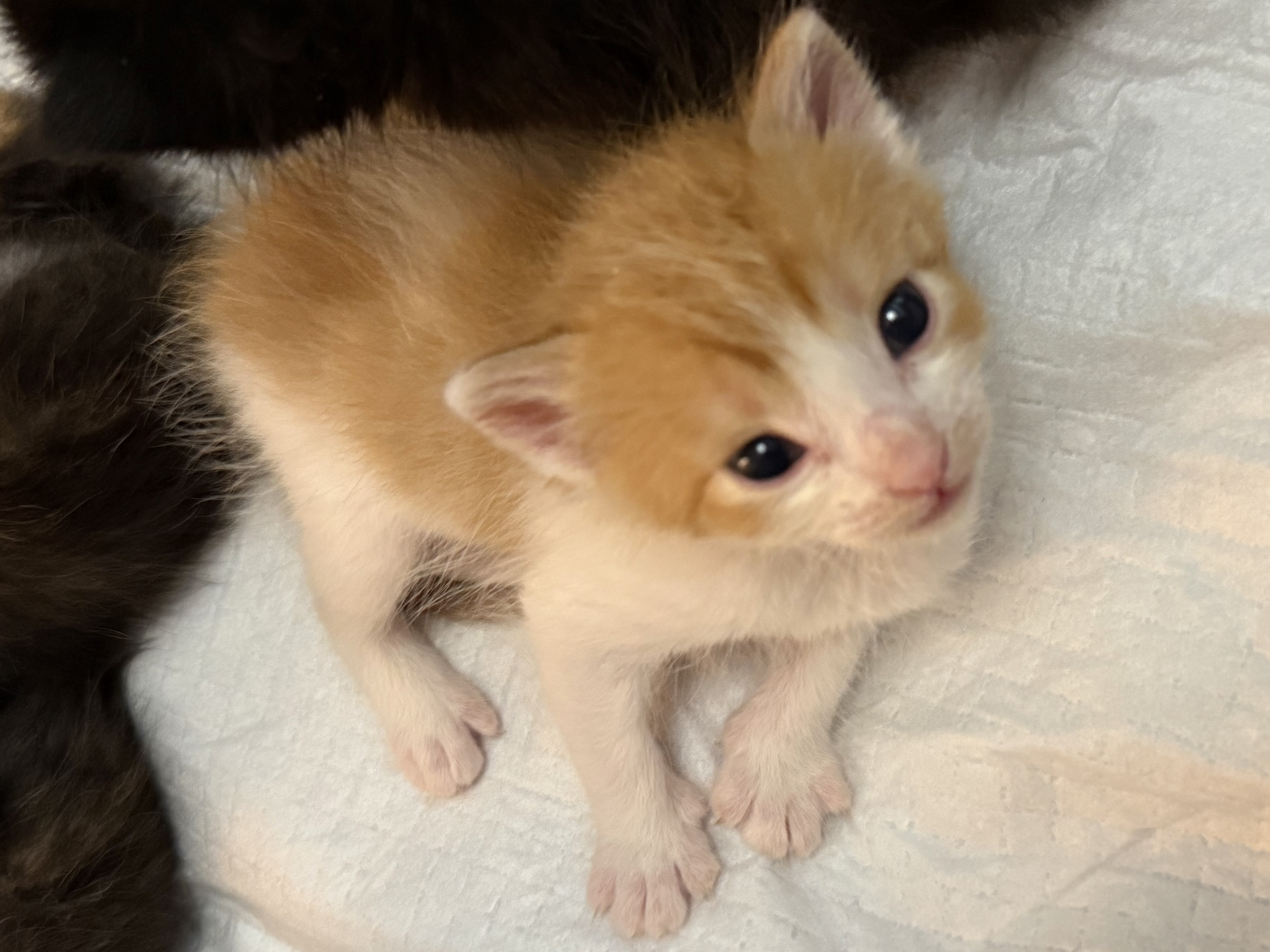 Picture of the Animal Listed