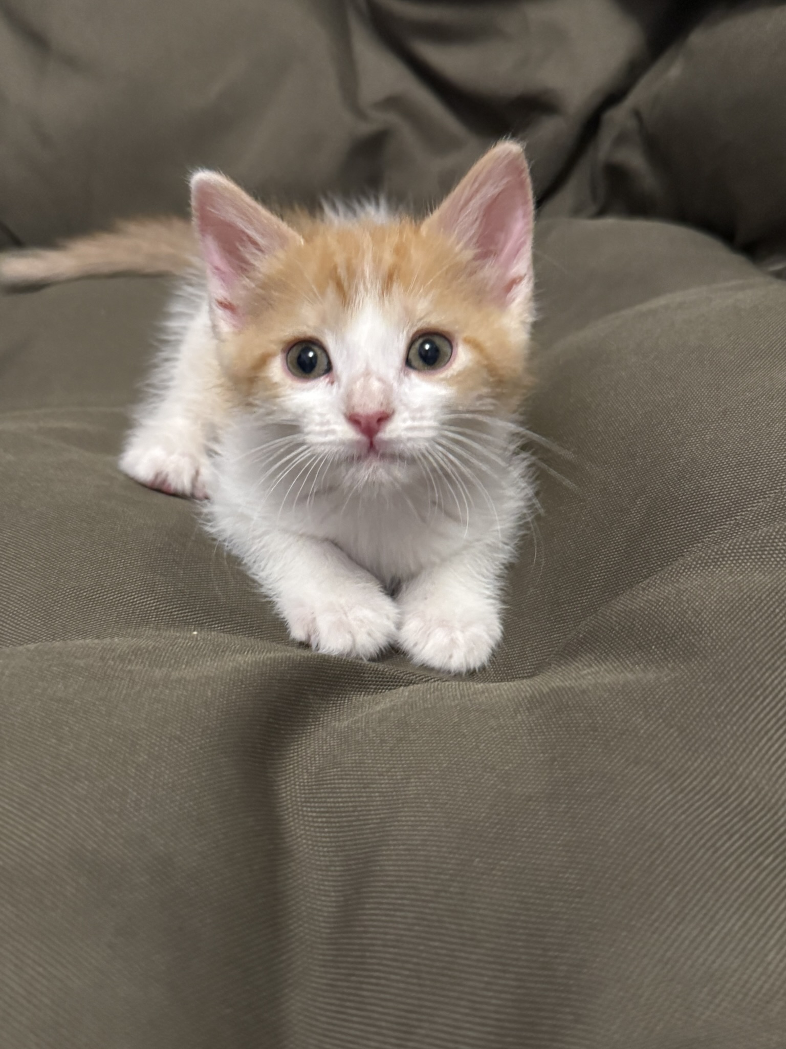 Picture of the Animal Listed
