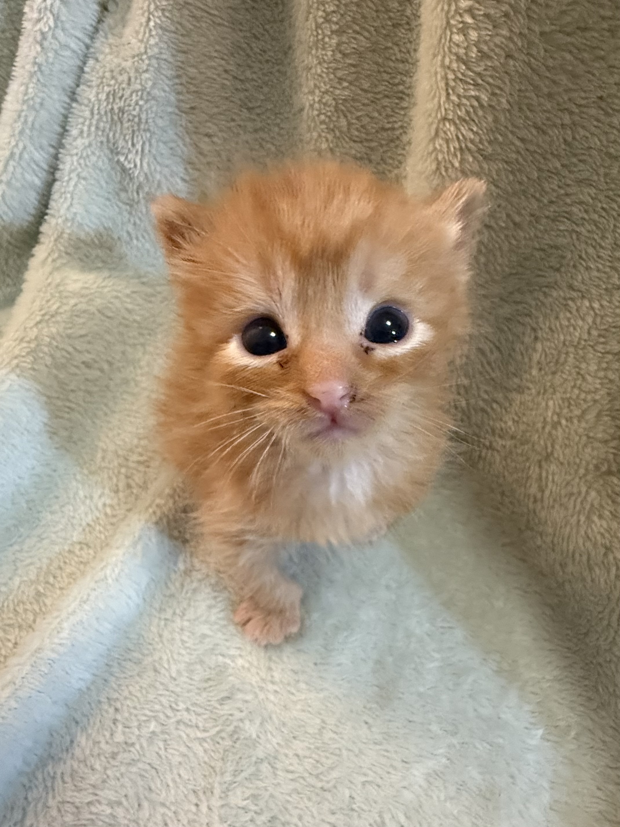 Picture of the Animal Listed