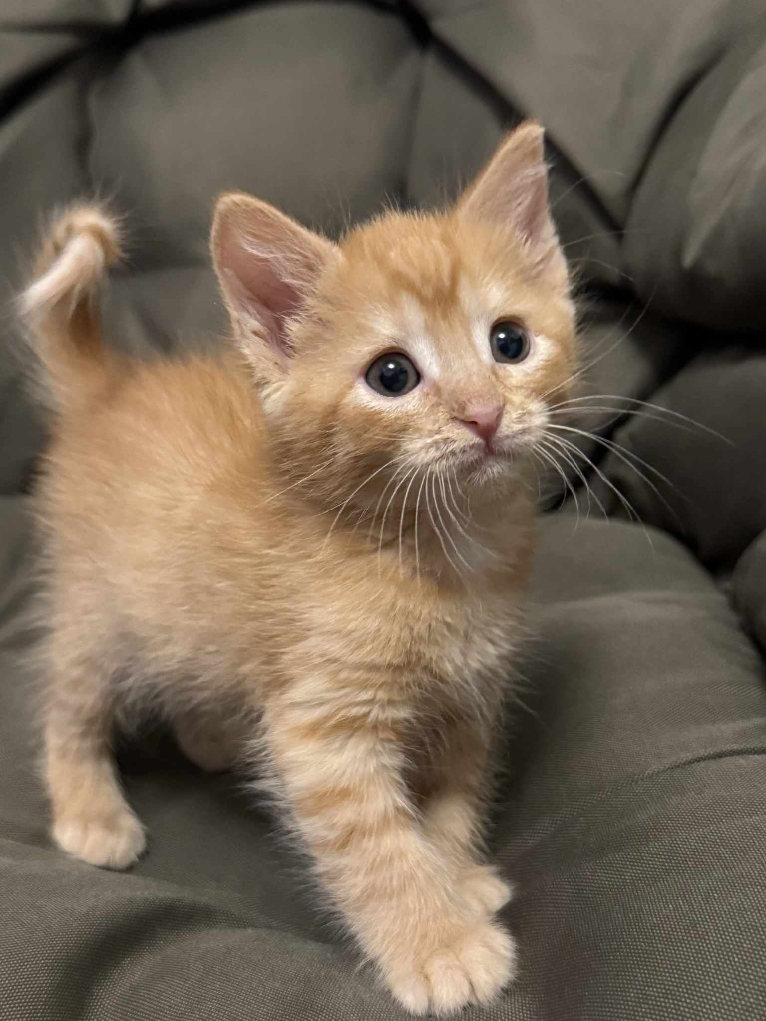 Picture of the Animal Listed