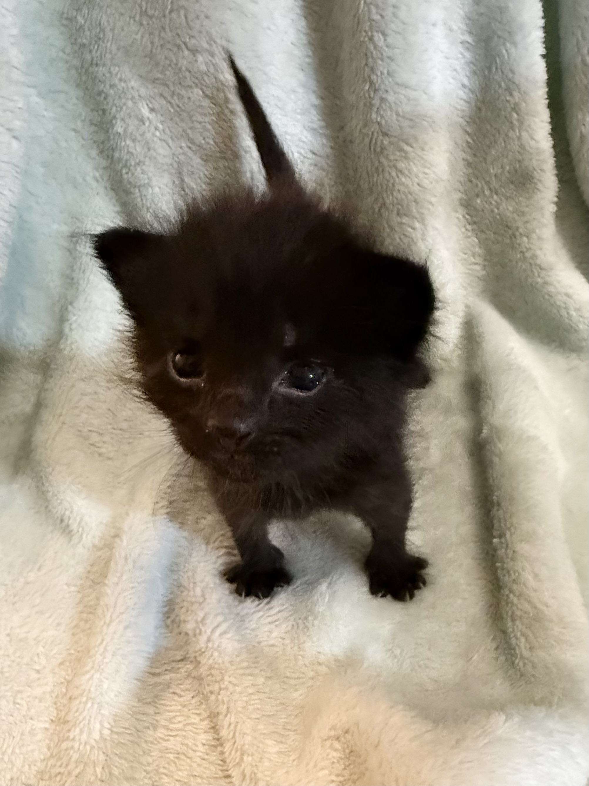 Picture of the Animal Listed