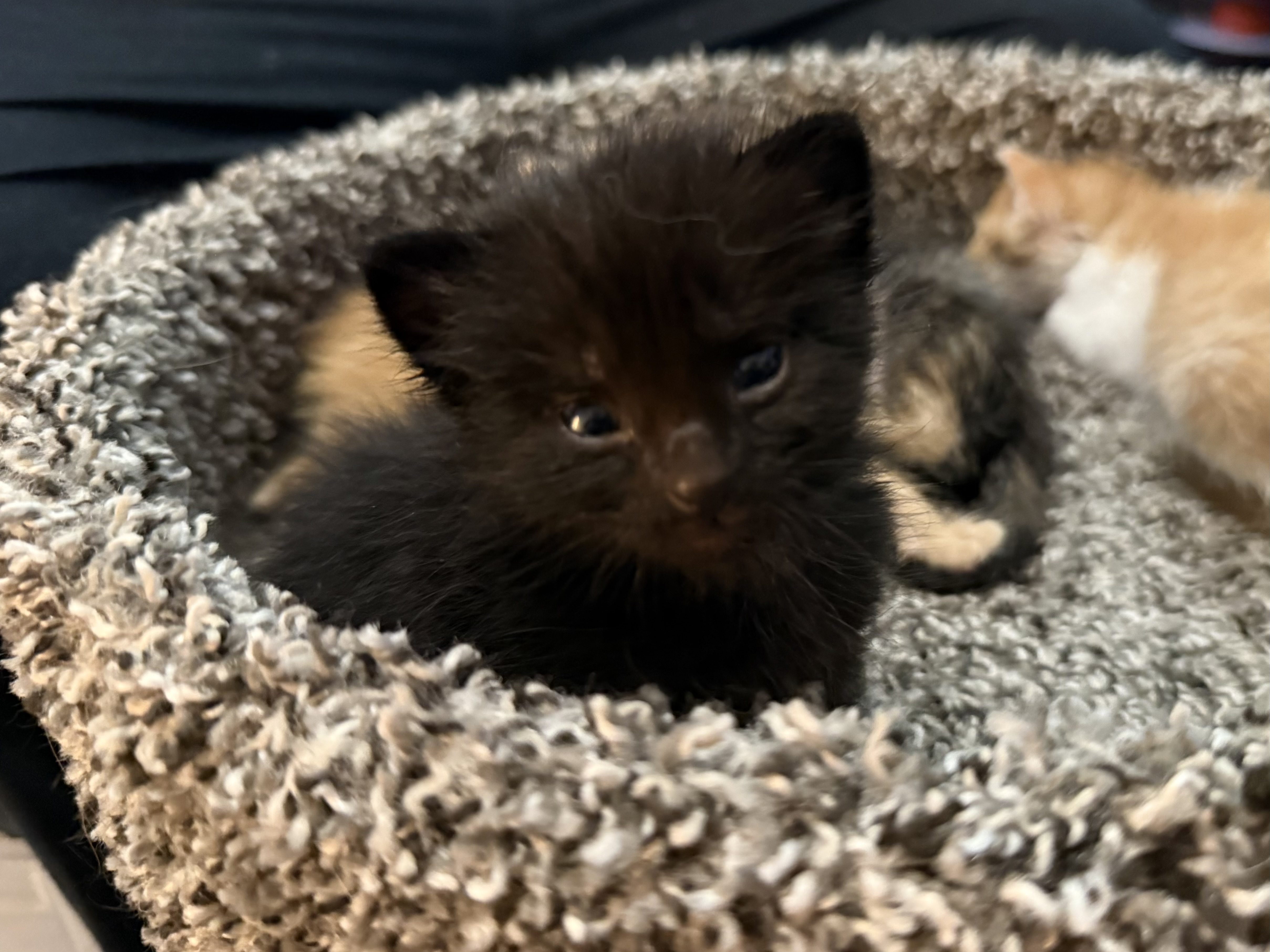 Picture of the Animal Listed