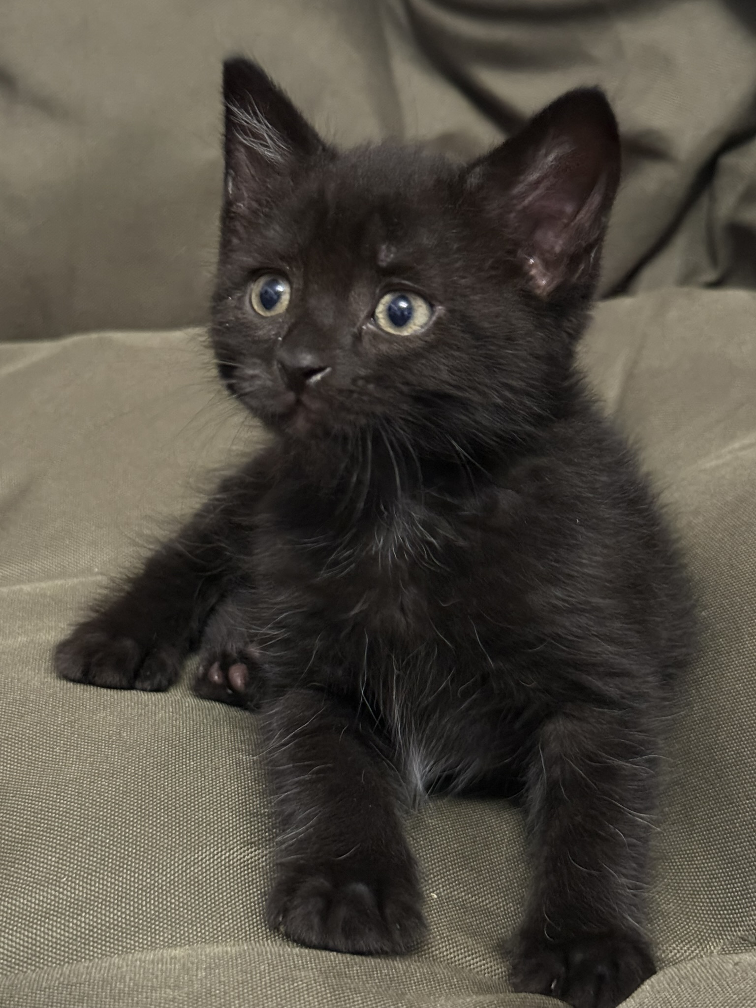 Picture of the Animal Listed