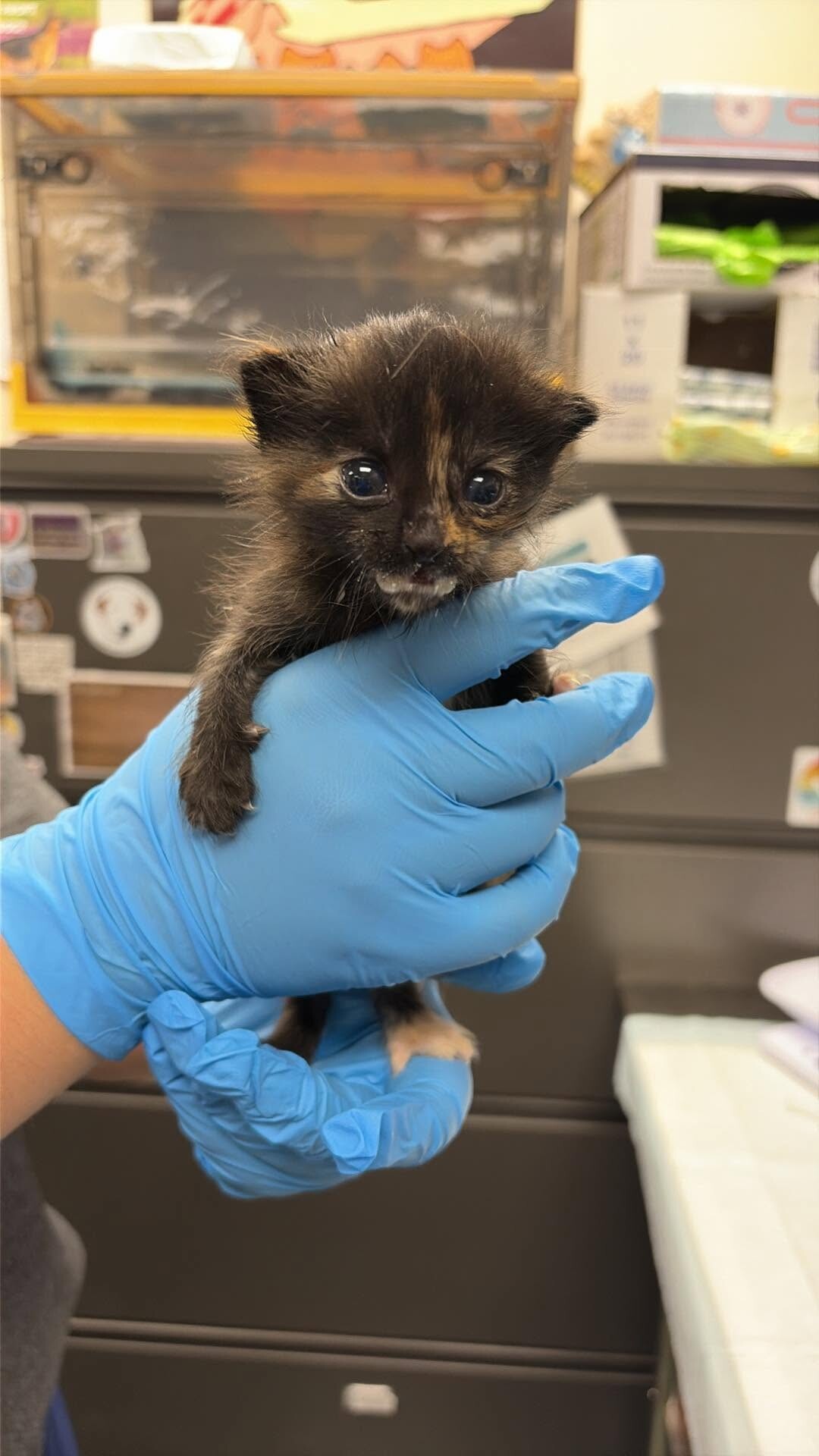 Picture of the Animal Listed