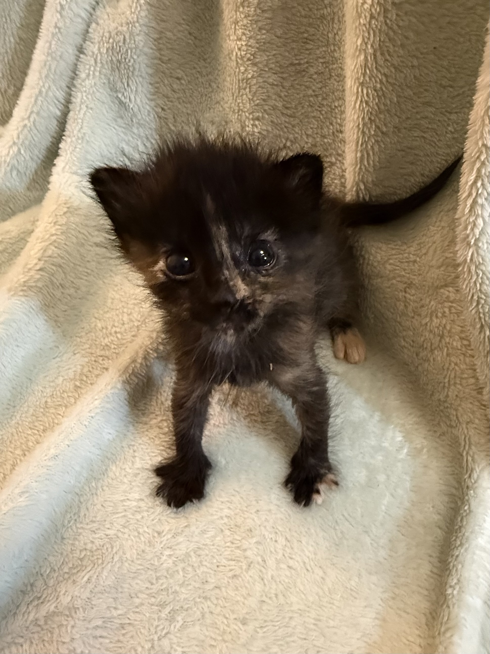 Picture of the Animal Listed