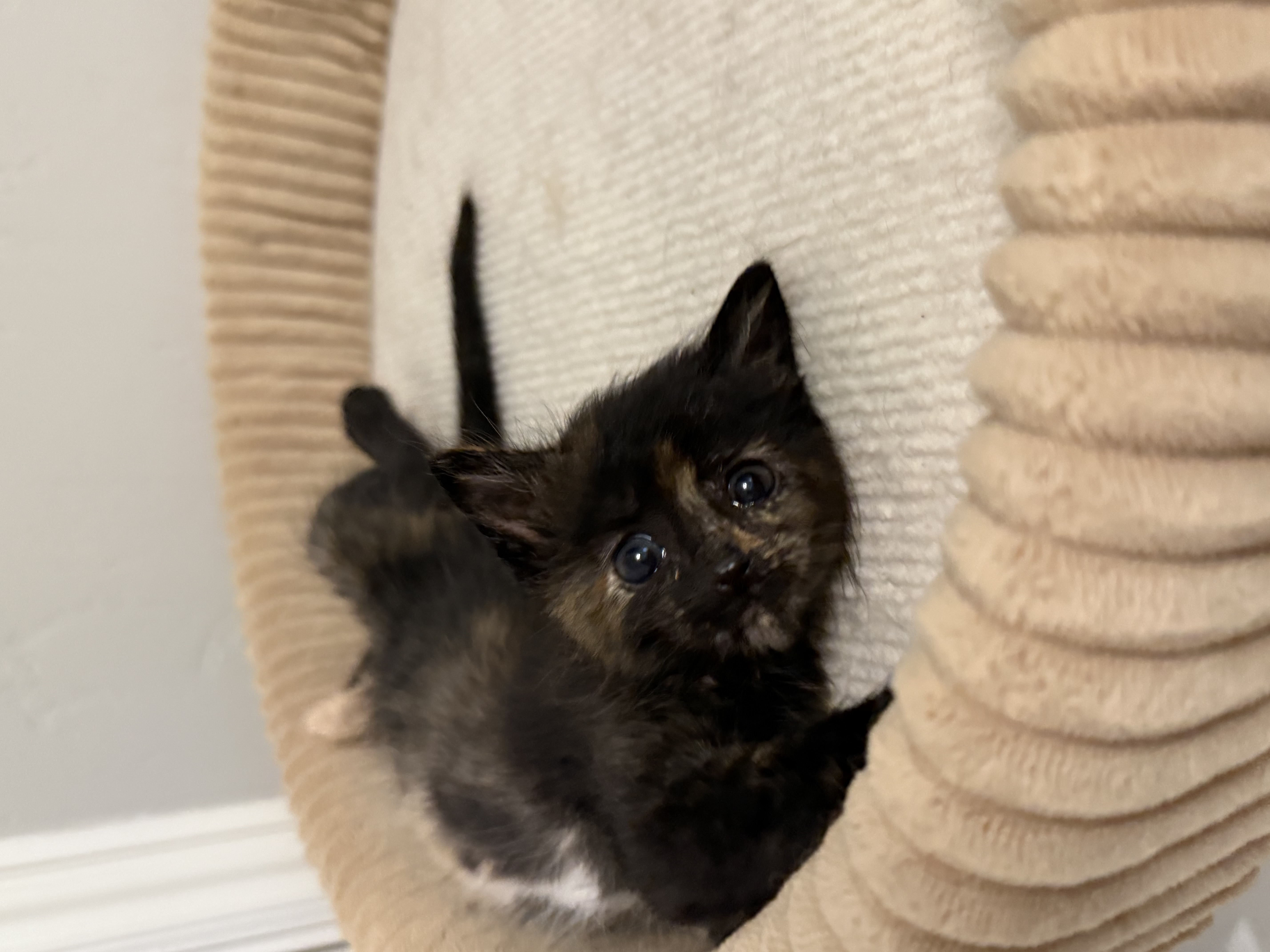 Picture of the Animal Listed