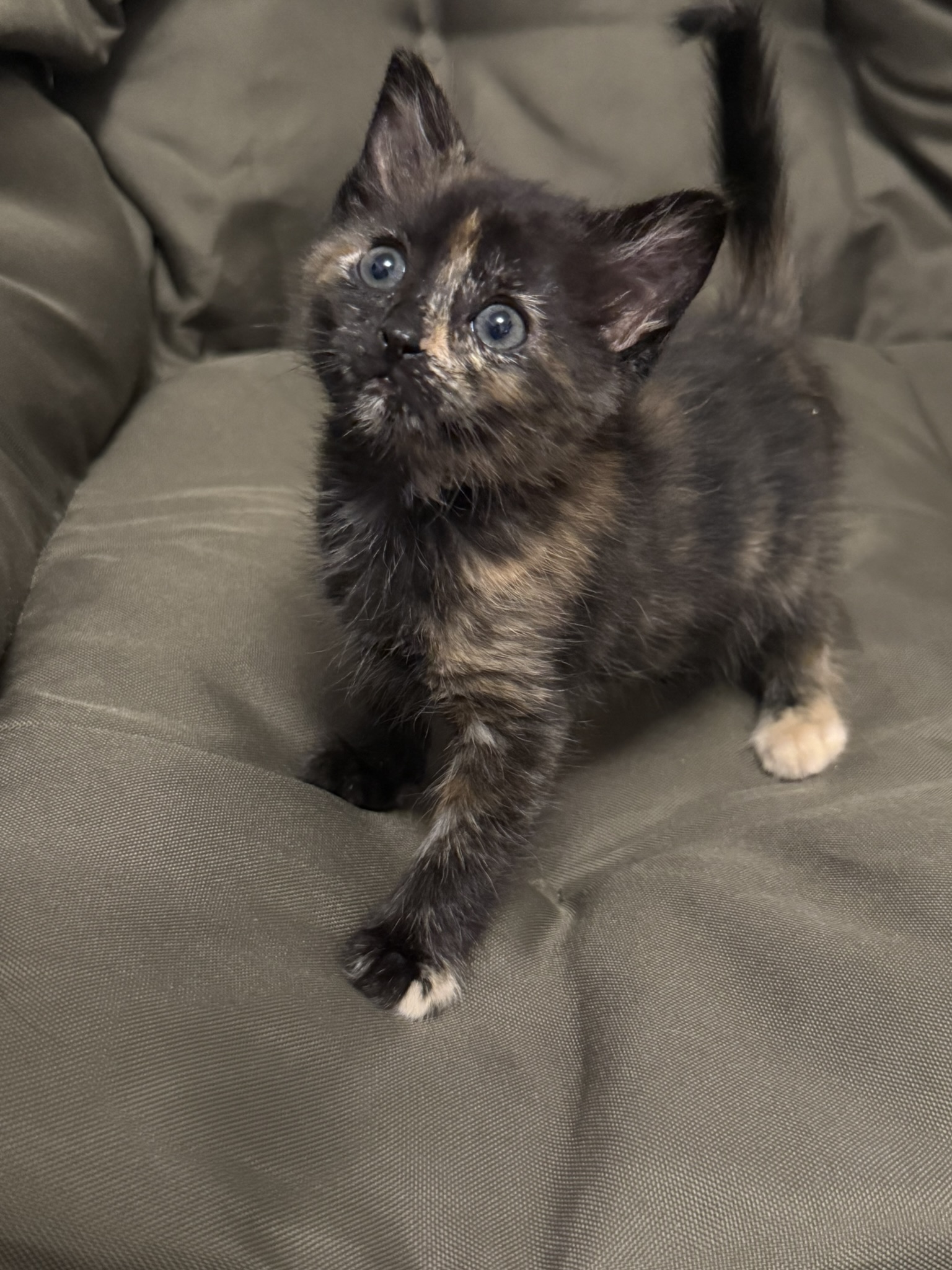 Picture of the Animal Listed