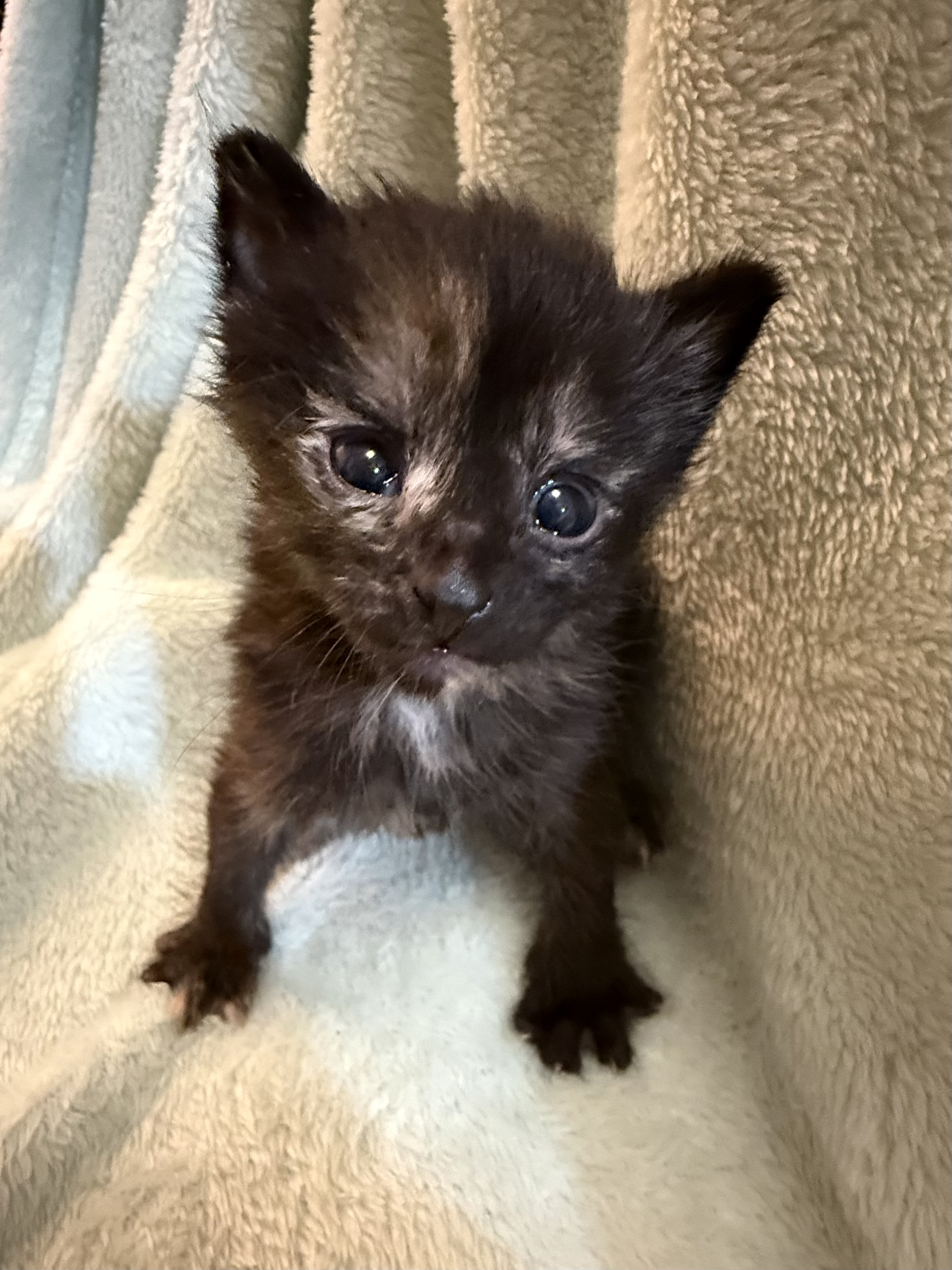 Picture of the Animal Listed