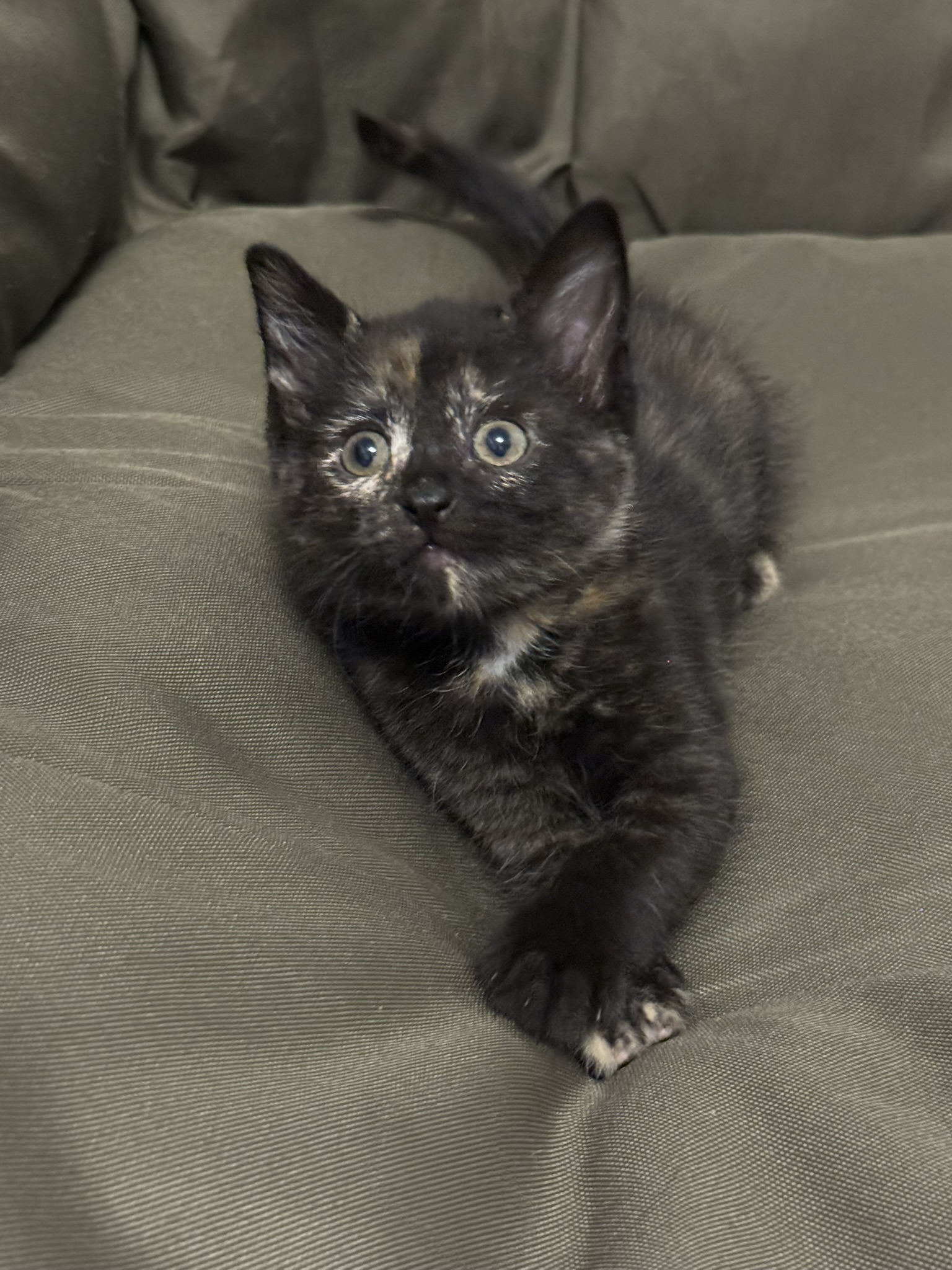 Picture of the Animal Listed