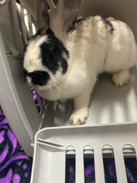 Picture of the Animal Listed