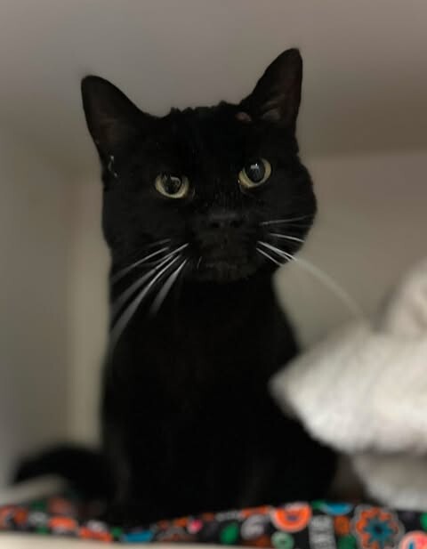 Picture of the Animal Listed