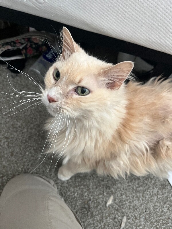 Picture of the Animal Listed