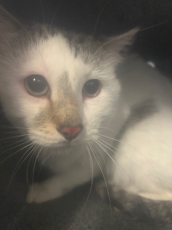 Picture of the Animal Listed