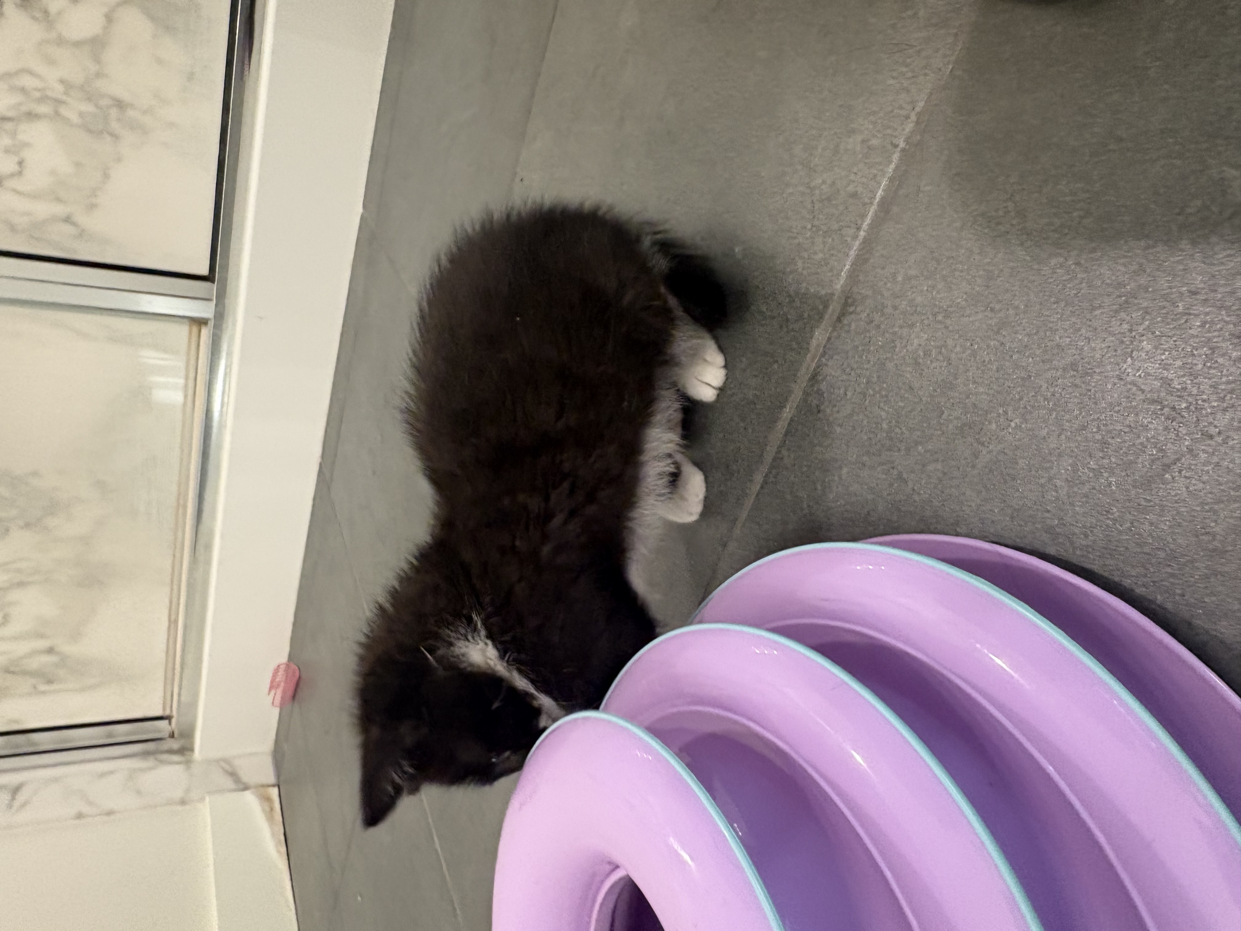 Picture of the Animal Listed