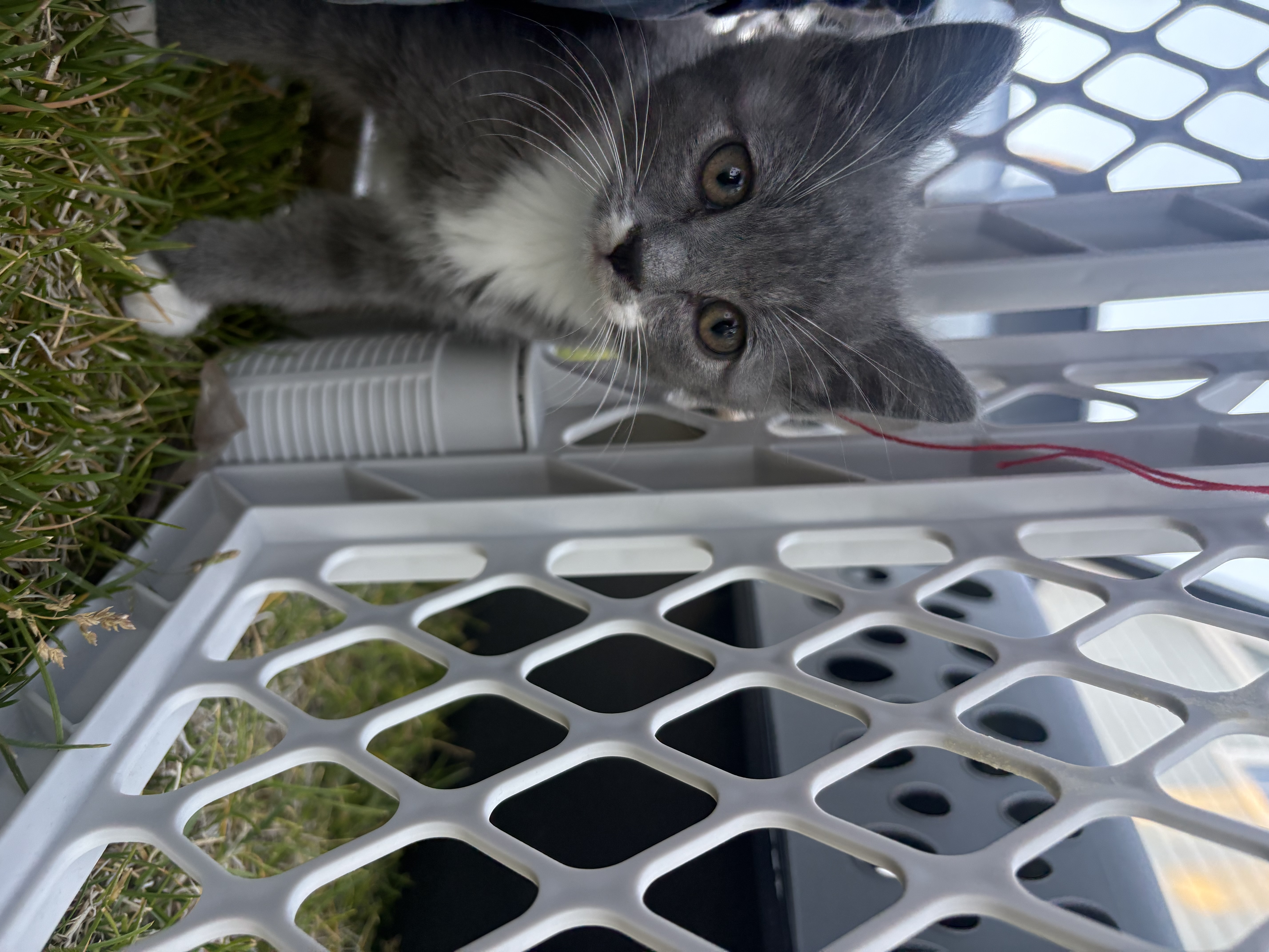 Picture of the Animal Listed